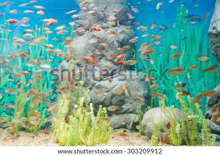 Aquarium background