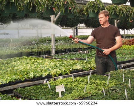 Watering the Green House Plants Man waters new starts of plants in a commercial green house.