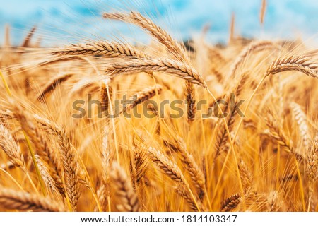 Bright ripe cereal field - yellow wheat against a blue sky - harvesting