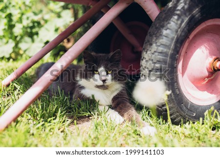 Similar – Image, Stock Photo Allotment garden with cats