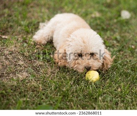 Similar – Image, Stock Photo Man grooming Miniature Poodle dog in salon