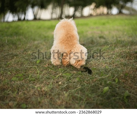 Similar – Image, Stock Photo Man grooming Miniature Poodle dog in salon