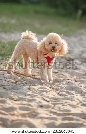 Similar – Image, Stock Photo Man grooming Miniature Poodle dog in salon