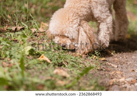 Similar – Image, Stock Photo Man grooming Miniature Poodle dog in salon