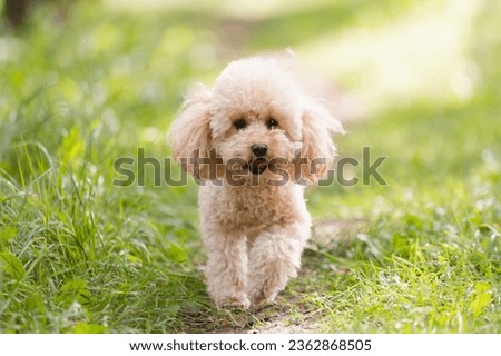 Image, Stock Photo Man grooming Miniature Poodle dog in salon