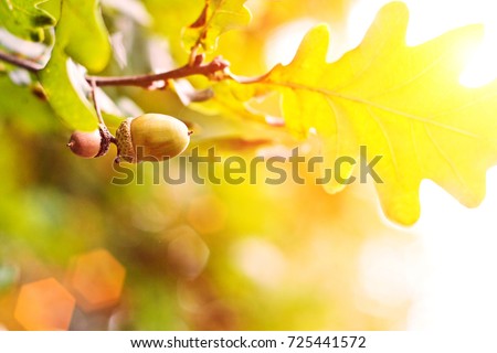 Green oak acorn on an oak branch, backdrop, autumn season
 ストックフォト © 