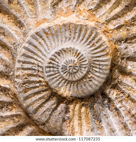 Large,Spiral Fossil Shell Of An Ammonite Stock Photo 117087235 ...