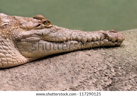 Orinoco crocodile (Crocodylus intermedius) with long snout on a rocky surface