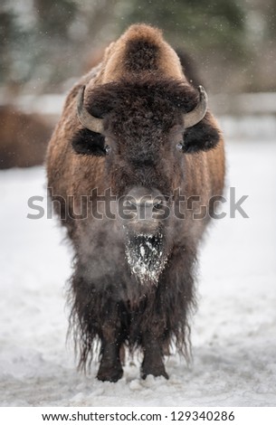 American bison (Bison bison) standing in the snow in the Winter
