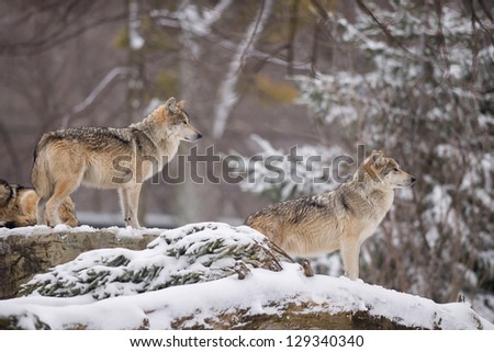 Two Mexican gray wolves (Canis lupus) in the snow