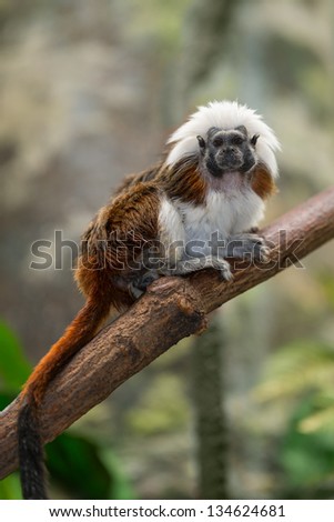 The cotton-top tamarin (Saguinus oedipus) is one of the world\'s smallest primates. This monkey weighs less than one pound.