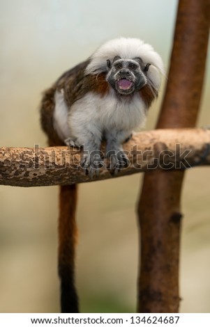 The cotton-top tamarin (Saguinus oedipus) is one of the world's smallest primates. This monkey weighs less than one pound.