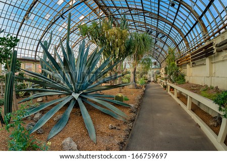 CHICAGO, ILLINOIS - DECEMBER 9: Century Plant (Agave americana) in the Desert House at the Garfield Park Conservatory on December 9, 2013 in Chicago, Illinois