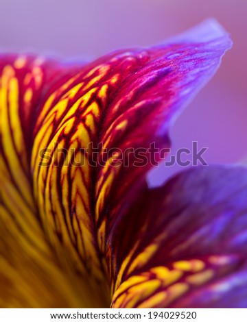 Psychedelic flower petal