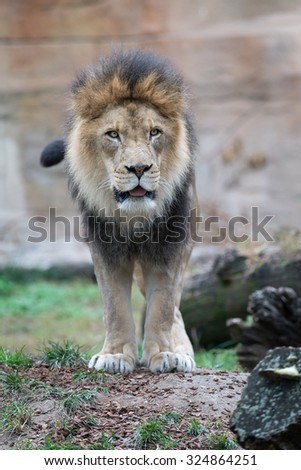 Male African lion standing