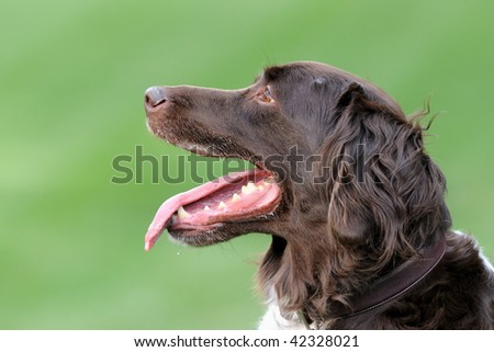 Panting dog (Small Muensterlander)