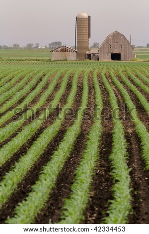 Vertical rows of beans on farm