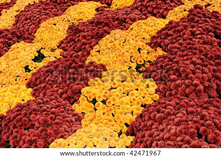 Waves of gold and burgundy  flowers
