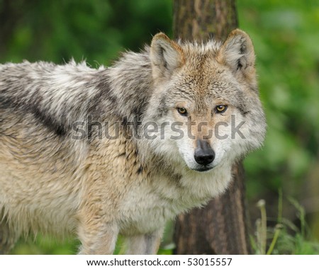 Mexican gray wolf (Canis lupus baileyi)