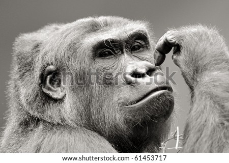 Western lowland gorilla picking nose