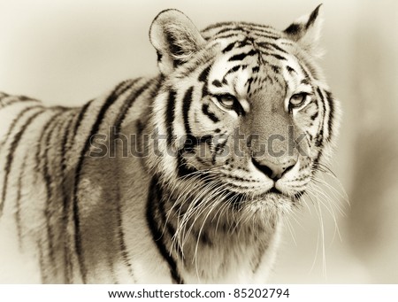 Amur Tiger