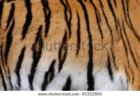 Stripes on skin of an Amur tiger (Panthera tigris altaica)