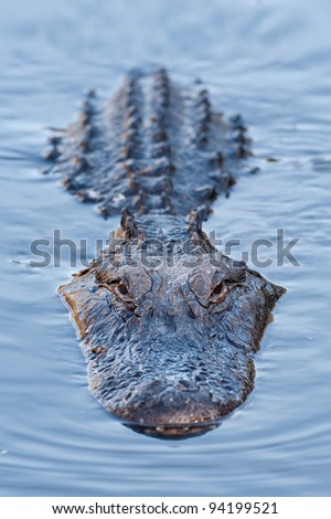 Alligator in blue swamp
