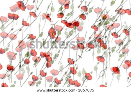 red poppy's background on white paper
