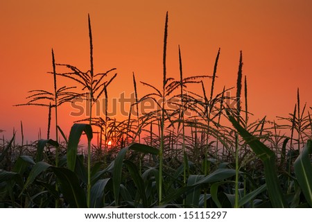 corn field on background of a sunset.