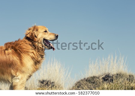 Portrait of a dog in outdoor, golden