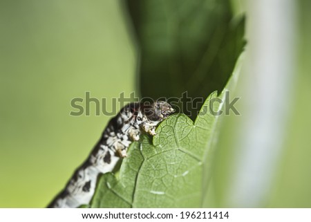 silkworm walking in the mulberry green leaf
