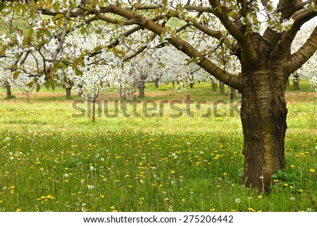 Spring cherry blossom trees in green field