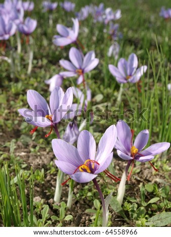 Close up of beautiful blue Saffron Crocus flowers
