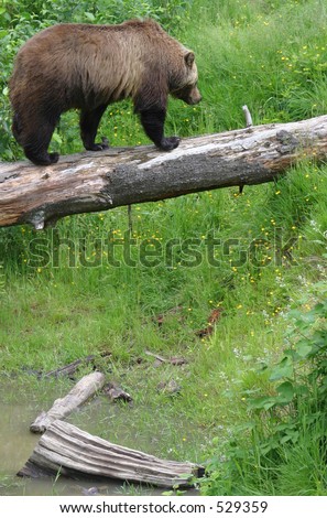 Grizzly bear walking on a log suspended over a creek bed