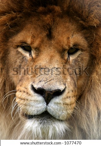 Portrait of a lion that looks as if it has been in many fights.  Dark eyes and scarred nose.