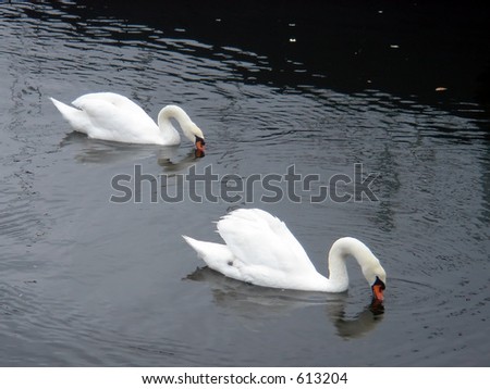 Two swans feeding and swimming in the Sheepshead Bay