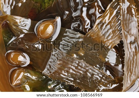 Closeup of several kinds of brown sea algae