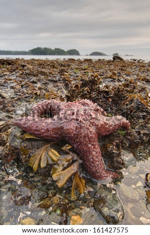 Closeup of red sea star on exposed rocky shore at lowtide on a beach in Sitka, Alaska