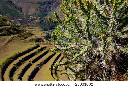 Close up of South American (Pisac, Peru) cactus with terraces blurred in the background.
