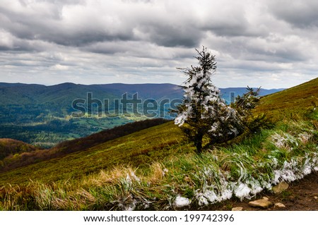 Frozen solitaire pine tree at the slope of Bieszczady mountains in spring