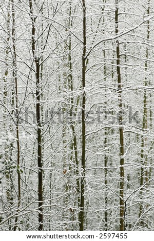 A wall of slim trees dusted with light a light snowfall