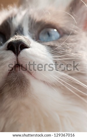 cat nose closeup