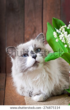 Ragdoll cat breed and a vase of lilies of the valley on a wooden background