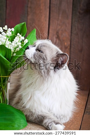 Ragdoll cat breed and a vase of lilies of the valley on a wooden background