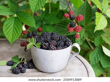 Similar – Foto Bild Eine Schüssel voller selbst gepflückter Erdbeeren zwischen Erdbeersträuchern im Erdbeerfeld