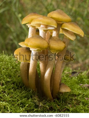 Armillaria mellea edible mushroom on moss close up