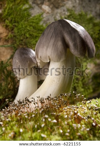 Tricholoma portentosum silky grey mushroom on moss close up