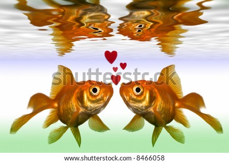 two gold fish kiss in fish tank close up