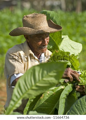 old men working on tobacco field close up