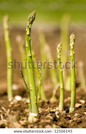 fresh green asparagus growing on the garden